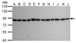 Ku80 Antibody in Western Blot (WB)