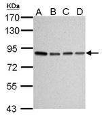 Ku80 Antibody in Western Blot (WB)