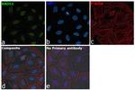 RAD52 Antibody in Immunocytochemistry (ICC/IF)