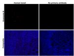 Granzyme B Antibody in Immunohistochemistry (Paraffin) (IHC (P))