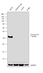 Granzyme B Antibody in Western Blot (WB)