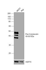 Cytokeratin Pan Antibody in Western Blot (WB)