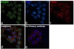 POLR2A Antibody in Immunocytochemistry (ICC/IF)