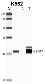 hnRNP A1 Antibody in RNA Immunoprecipitation (RIP)