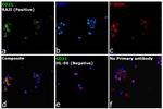 CD21 Antibody