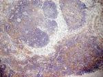 CD13 Antibody in Immunohistochemistry (Frozen) (IHC (F))