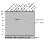 V5 Tag Antibody in Western Blot (WB)