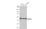 NEK2 Antibody in Western Blot (WB)