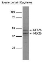 NEK2 Antibody in Western Blot (WB)