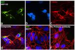 AFP Antibody in Immunocytochemistry (ICC/IF)