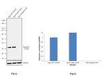 Galectin 3 Antibody