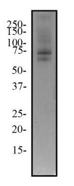 TRF2 Antibody in Western Blot (WB)