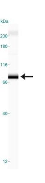 TRF2 Antibody in Western Blot (WB)