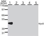 MYOD Antibody in Western Blot (WB)