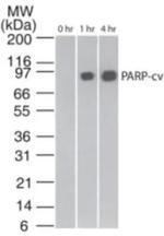 PARP1 (cleaved Asp214, Asp215) Antibody in Western Blot (WB)