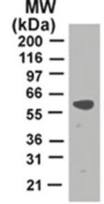 TRAF2 Antibody in Western Blot (WB)