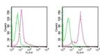 D4-GDI Antibody in Flow Cytometry (Flow)