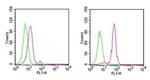 D4-GDI Antibody in Flow Cytometry (Flow)