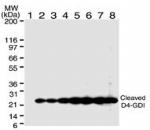 D4-GDI Antibody in Western Blot (WB)