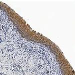 pro-Caspase 3 Antibody in Immunohistochemistry (Paraffin) (IHC (P))