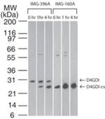 D4-GDI Antibody in Western Blot (WB)