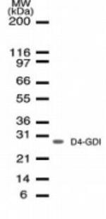 D4-GDI Antibody in Western Blot (WB)