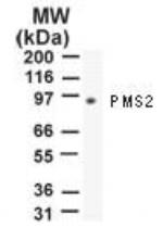 PMS2 Antibody in Western Blot (WB)