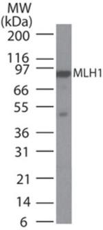 MLH1 Antibody in Western Blot (WB)