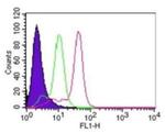 Caspase 8 Antibody in Flow Cytometry (Flow)