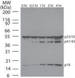 Caspase 8 Antibody in Western Blot (WB)