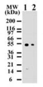 Caspase 8 Antibody in Western Blot (WB)