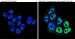 Phospho-Progesterone Receptor (Ser190) Antibody