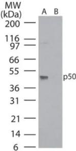 NFkB p50 Antibody in Western Blot (WB)