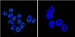 Phospho-Progesterone Receptor (Ser190) Antibody in Immunocytochemistry (ICC/IF)