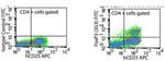 FOXP3 Antibody in Flow Cytometry (Flow)