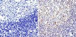 APE1 Antibody in Immunohistochemistry (Paraffin) (IHC (P))