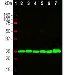 PGP9.5 Antibody in Western Blot (WB)