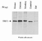 TRF1 Antibody in Western Blot (WB)