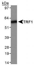 TRF1 Antibody in Western Blot (WB)