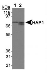 HAP1 Antibody in Western Blot (WB)