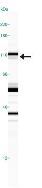 Phospho-NHE3 (Ser522) Antibody in Western Blot (WB)