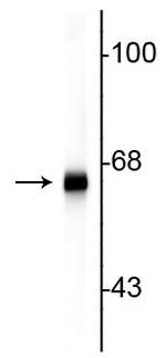 alpha Internexin Antibody in Western Blot (WB)