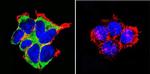 NR3C2 Antibody in Immunocytochemistry (ICC/IF)