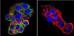 NR3C2 Antibody in Immunocytochemistry (ICC/IF)