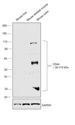 CD44 Antibody in Western Blot (WB)