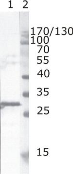 HIV1 nef Antibody in Western Blot (WB)