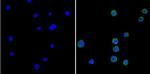 GRK1 Antibody in Immunocytochemistry (ICC/IF)