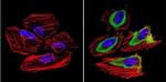 GRK1 Antibody in Immunocytochemistry (ICC/IF)