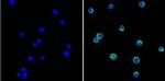 GRK1 Antibody in Immunocytochemistry (ICC/IF)