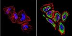 GRK1 Antibody in Immunocytochemistry (ICC/IF)